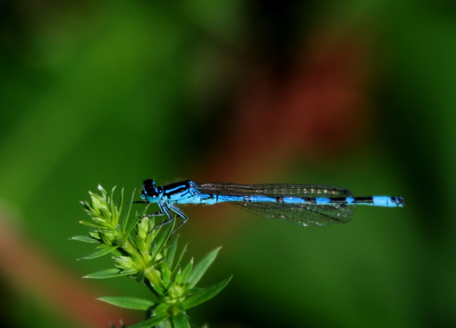 Coenagrion ornatum - díszes légivadász