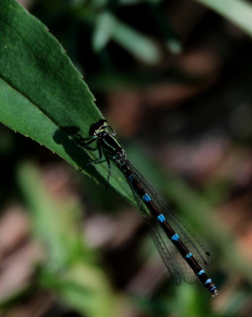 Coenagrion ornatum - díszes légivadász
