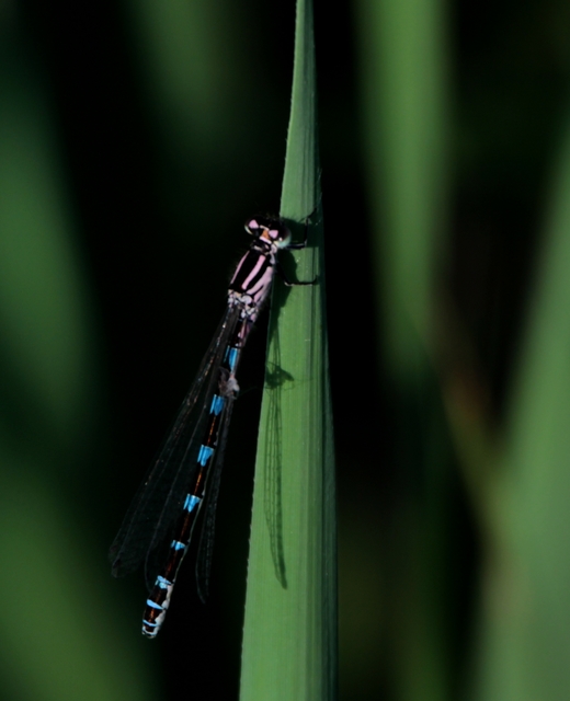 Coenagrion ornatum - díszes légivadász