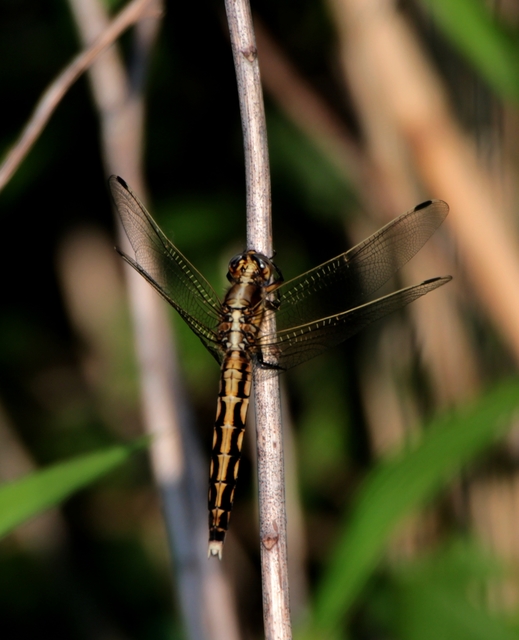 Orthetrum albistylum - fehérfarkú pásztorszitakötő