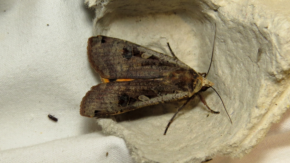 Noctua pronuba - nagy sárgafűbagoly