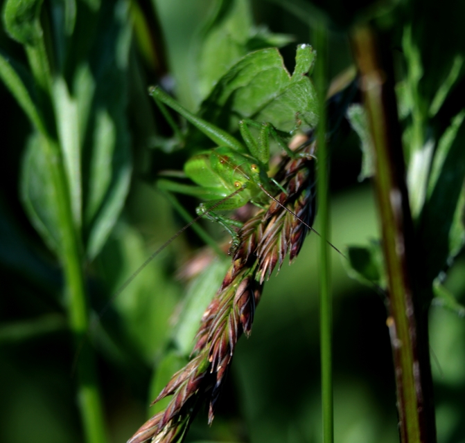 Tettigonia viridissima - zöld lombszöcske