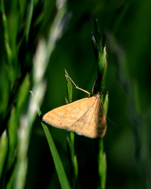 Sitochroa verticalis - világossárga dudvamoly