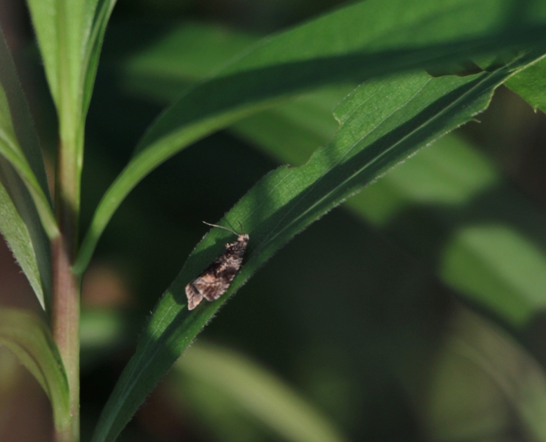 Celypha lacunana - vízparti tükrösmoly