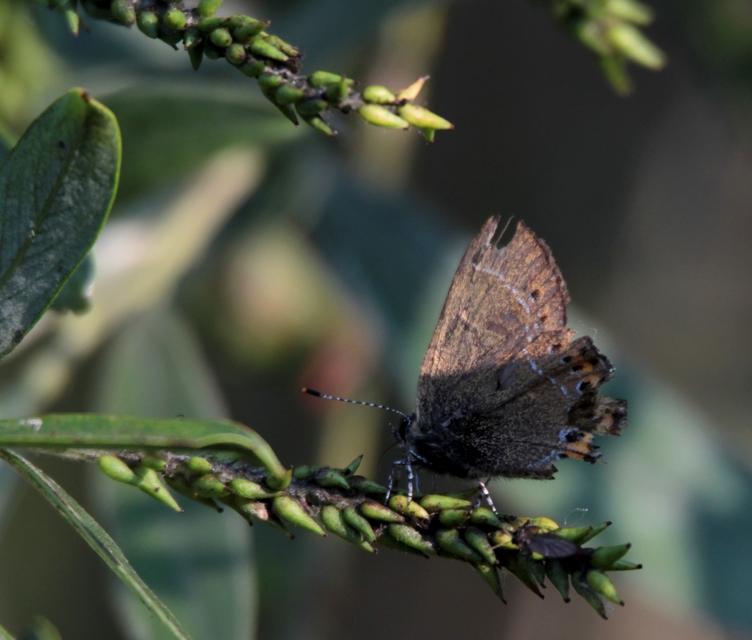 Satyrium pruni - szilvafa-csücsköslepke