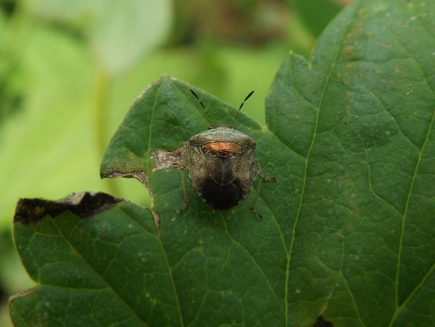 Stagonomus venustissimus - foltos feketefejű-poloska Stagonomus venustissimus - foltos feketefejű-poloska
