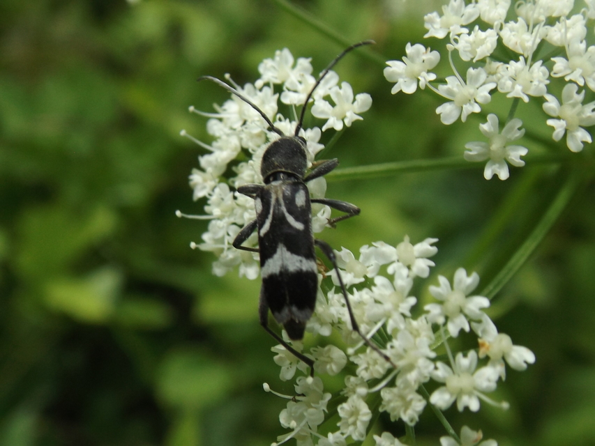Chlorophorus figuratus - rajzos darázscincér