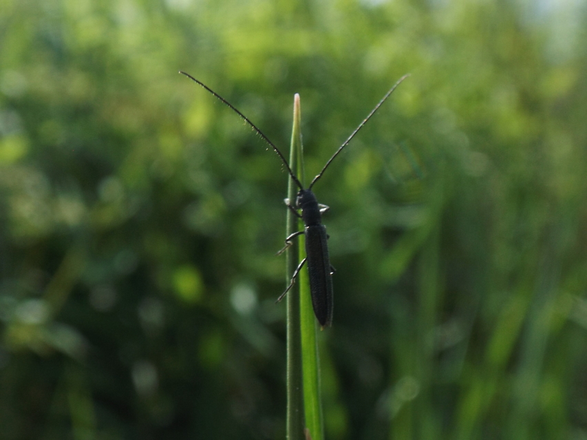 Theophilea subcylindricollis - hengeres szalmacincér