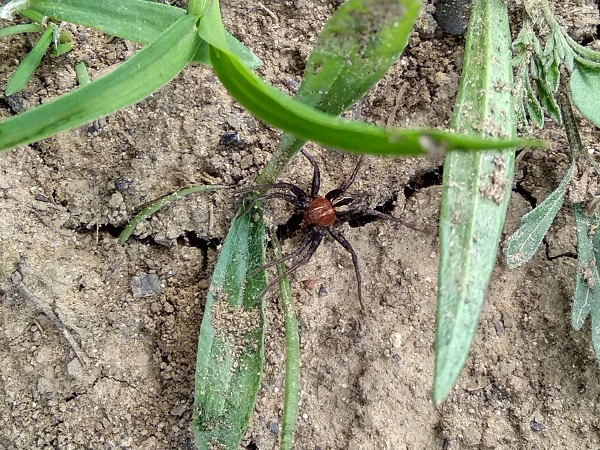 Thanatus arenarius