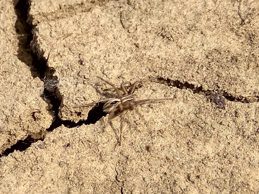 Thanatus formicinus - bársonysávos karolópók