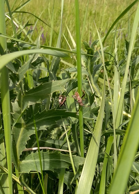 Camptopus lateralis - görbelábú karimáspoloska