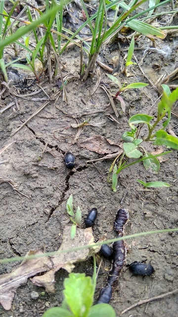 Dermestes laniarius - gyászos porva Dermestes laniarius - gyászos porva