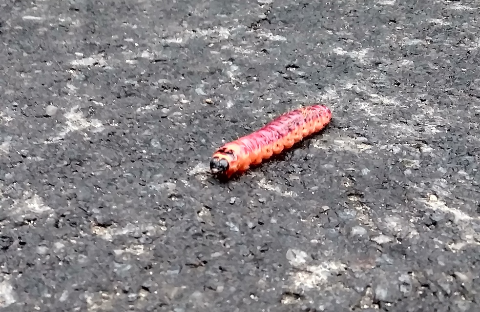 Cossus cossus - fűzfarontólepke
