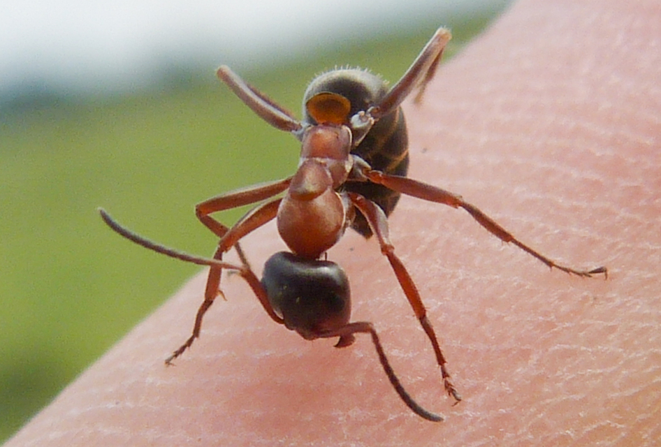 Formica clara - pusztai rabszolgahangya