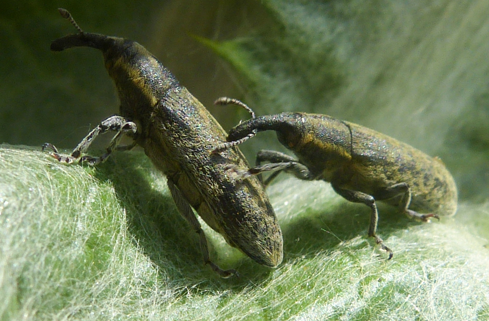 Lixus cardui/filiformis