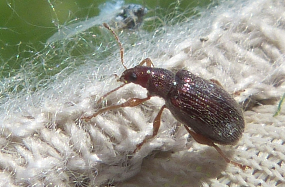 Phyllobius oblongus - közönséges levélormányos