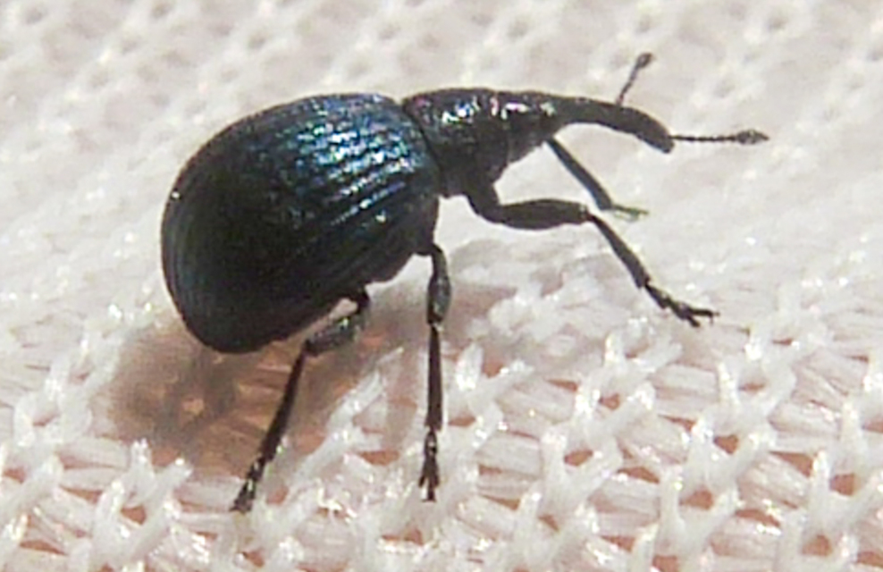 Holotrichapion pisi - lucernarügy-cickányormányos