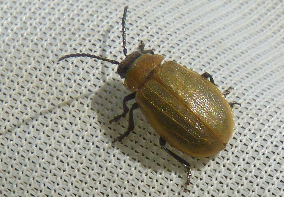 Galeruca pomonae - barna olajosbogár