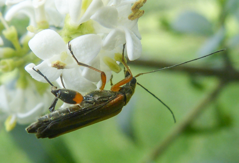 Oedemera podagrariae - székfű-álcincér