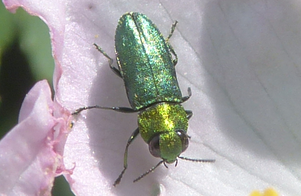 Anthaxia nitidula - ragyogó virágdíszbogár
