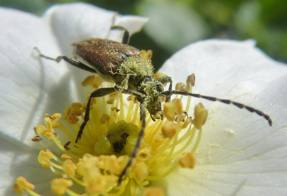 Stictoleptura maculicornis - tarkacsápú virágcincér