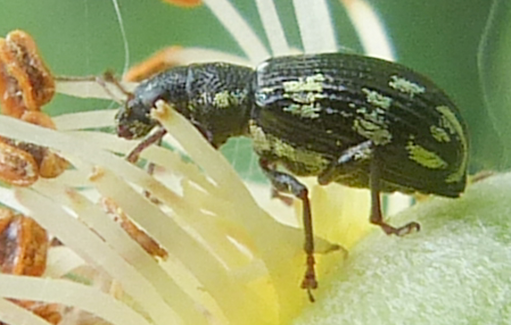 Polydrusus picus - pikkelyfoltos lombormányos