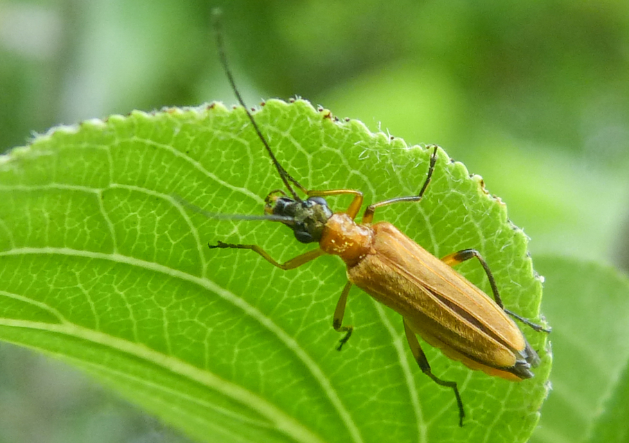 Oedemera podagrariae - székfű-álcincér