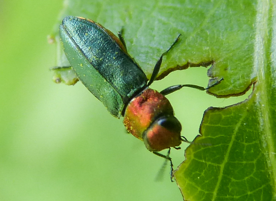 Anthaxia nitidula - ragyogó virágdíszbogár