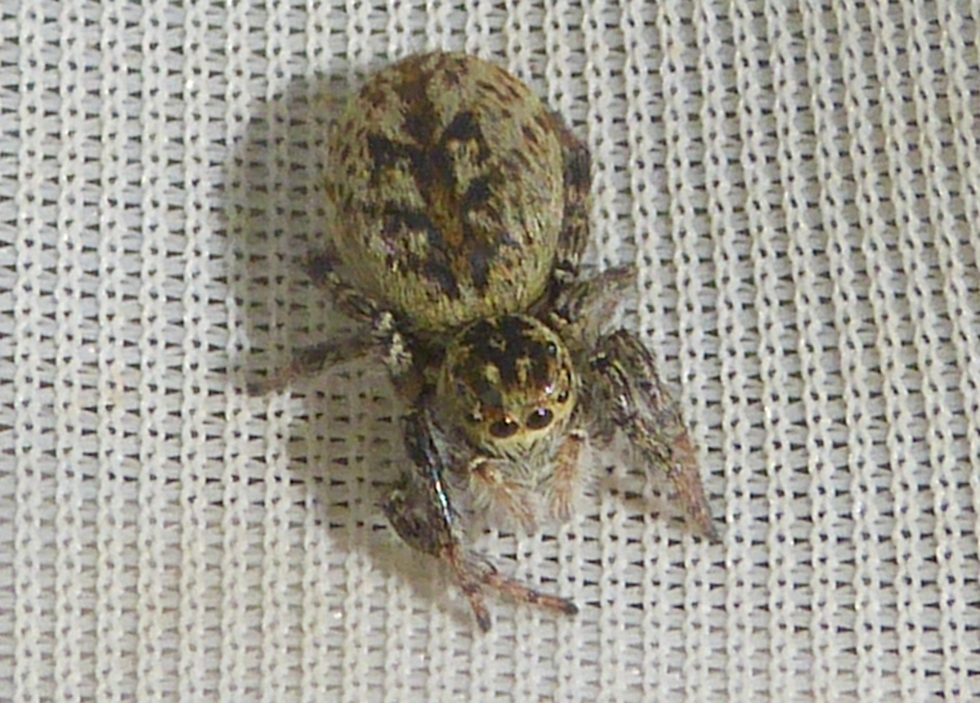Carrhotus xanthogramma - rozsdás ugrópók