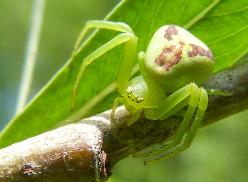 Ebrechtella tricuspidata - alakoskodó karolópók