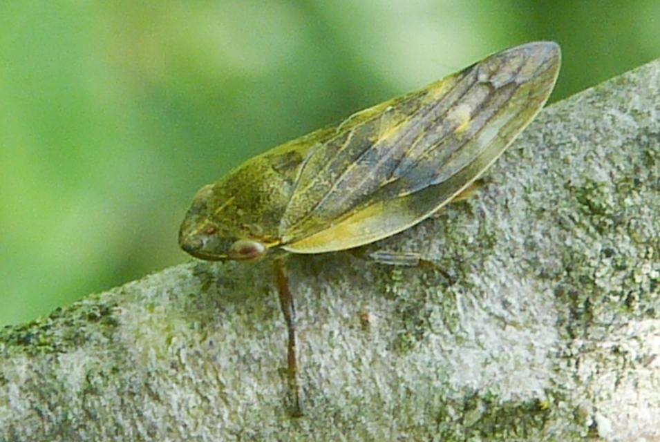 Aphrophora