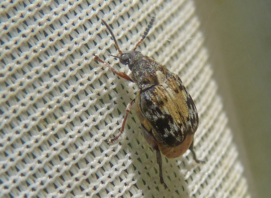 Megabruchidius dorsalis - foltoshátú lepényfazsizsik