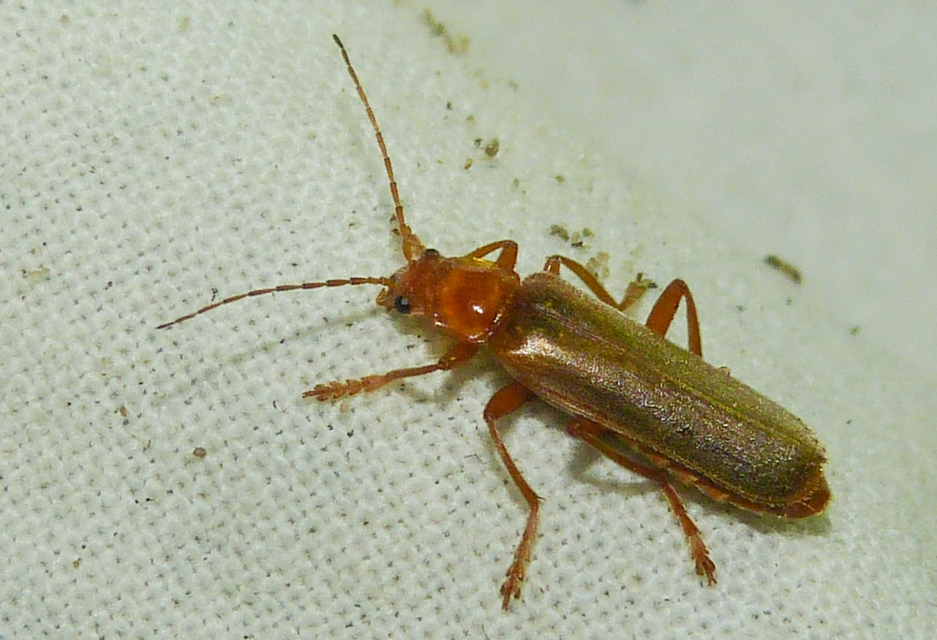 Cantharis rufa - rőt lágybogár