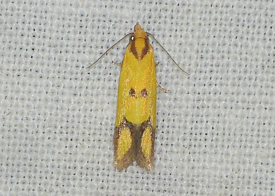 Agapeta zoegana - barnacsíkos sárgamoly