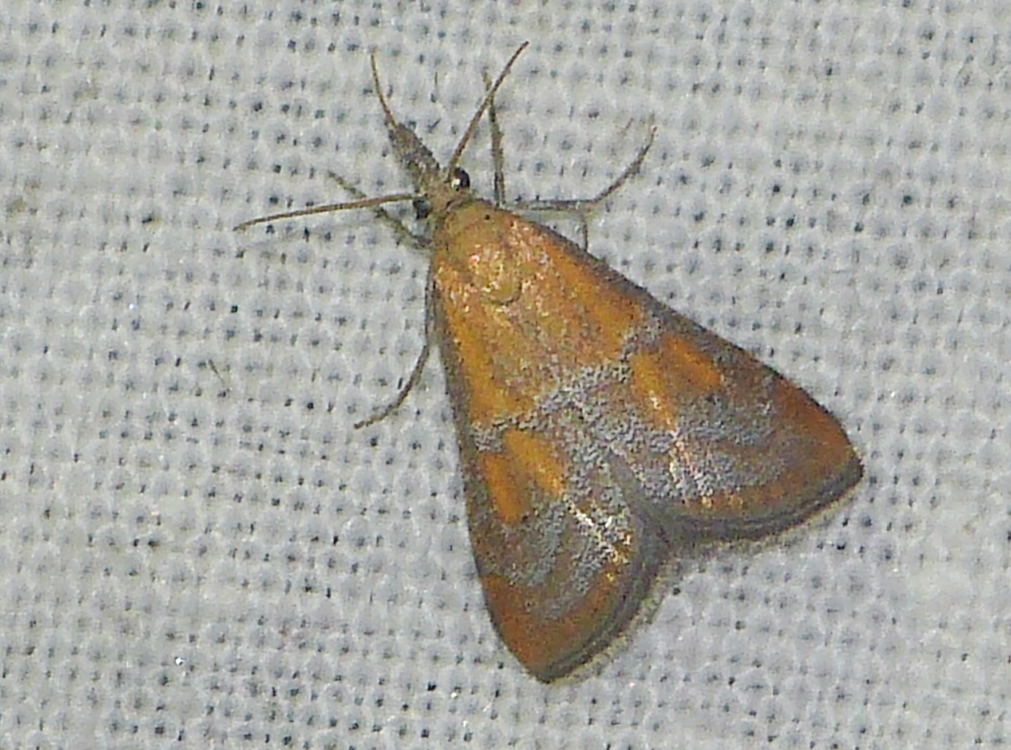 Hyperlais dulcinalis - homoki tűzmoly
