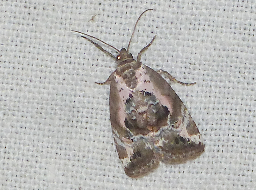 Hapalotis venustula - rózsaszínű mázasbagoly