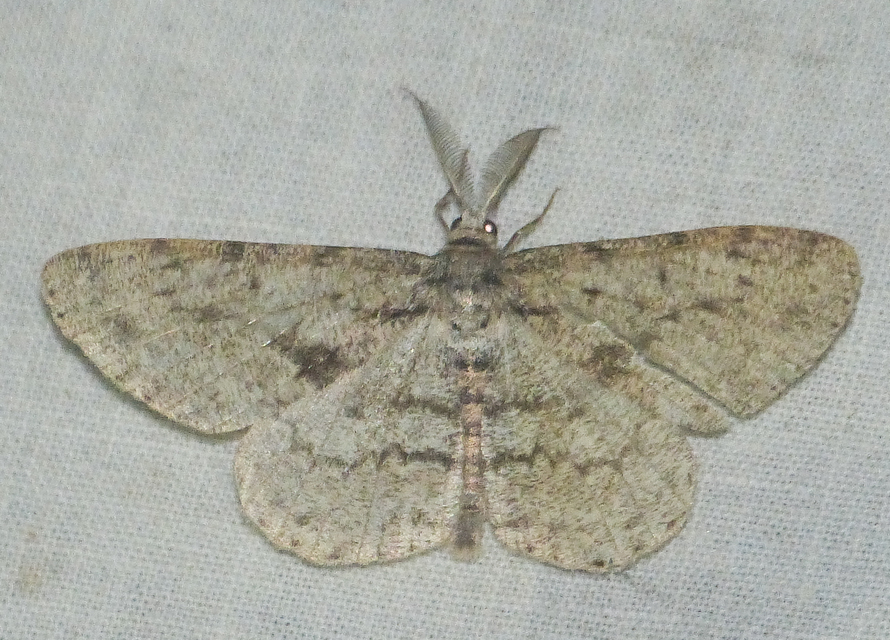 Hypomecis roboraria - nagy tölgyfaaraszoló