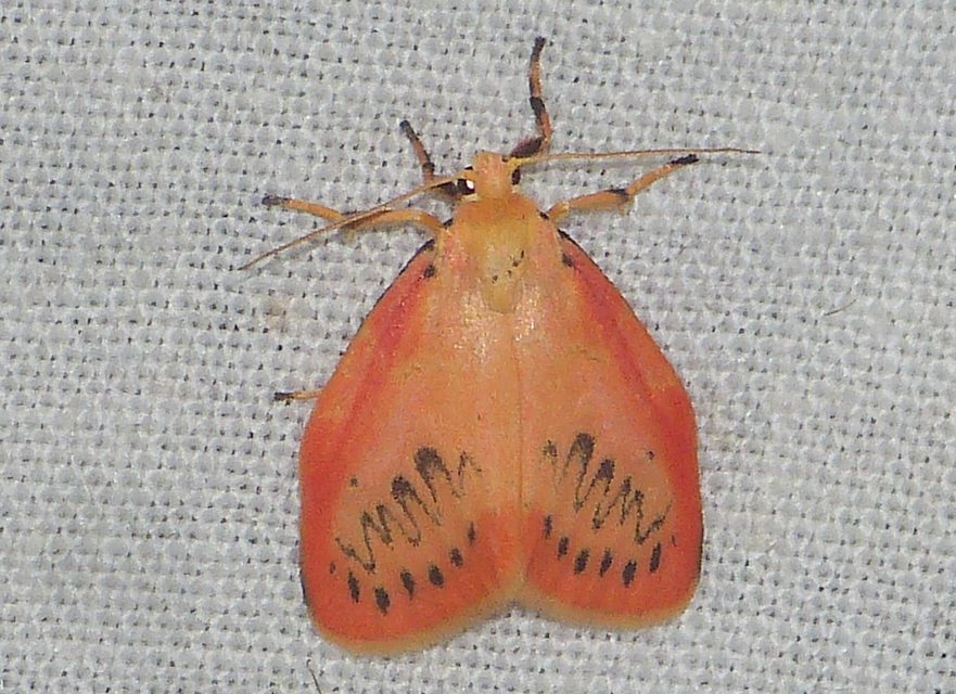 Miltochrista miniata - piros medvelepke