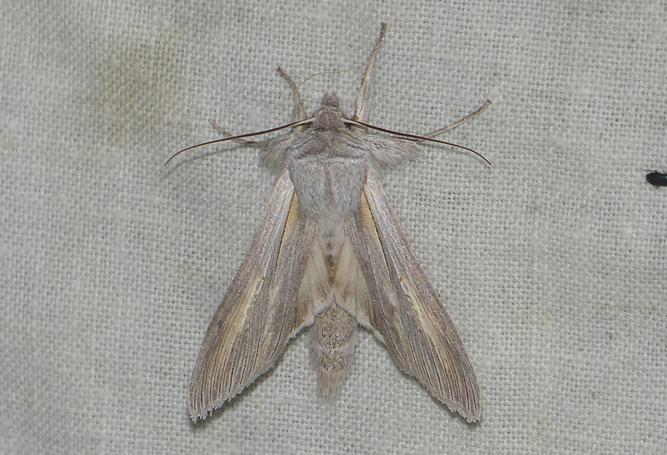 Cucullia balsamitae - homoki csuklyásbagoly