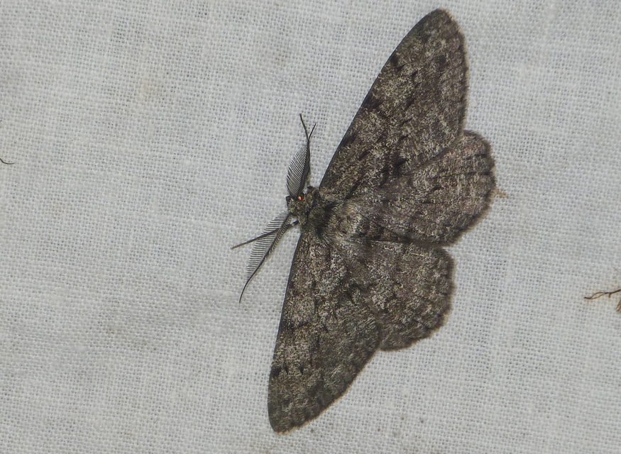 Hypomecis roboraria - nagy tölgyfaaraszoló