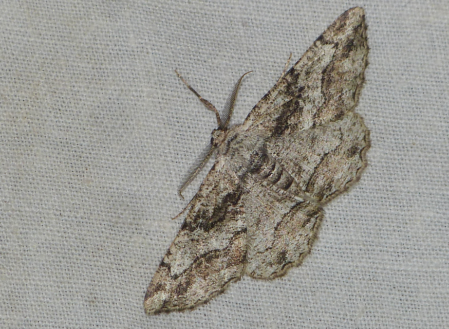 Synopsia sociaria - ürömaraszoló