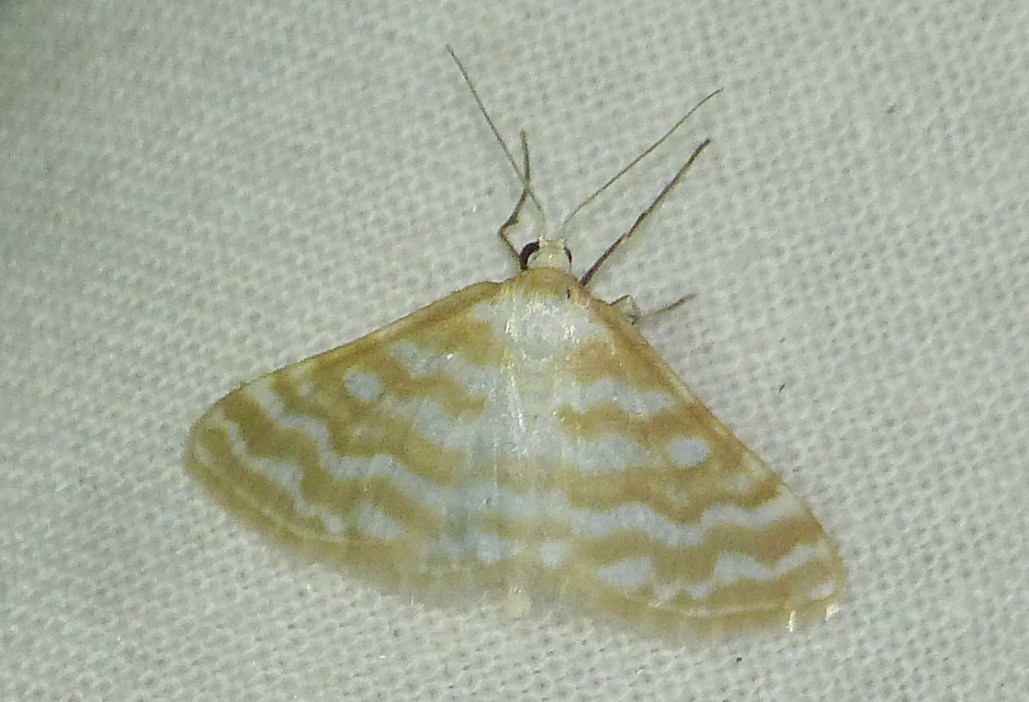 Idaea sericeata - selymes sávosaraszoló