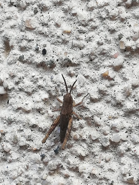 Chorthippus (Glyptobothrus) (subgenus)