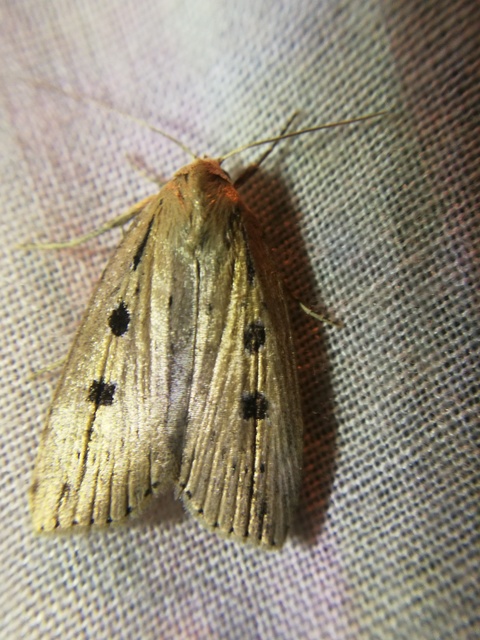 Chilodes maritima - négyfoltos nádibagoly