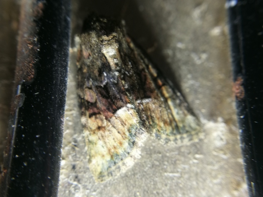 Oligia strigilis/latruncula/versicolor
