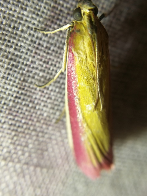 Oncocera semirubella - lucernamoly