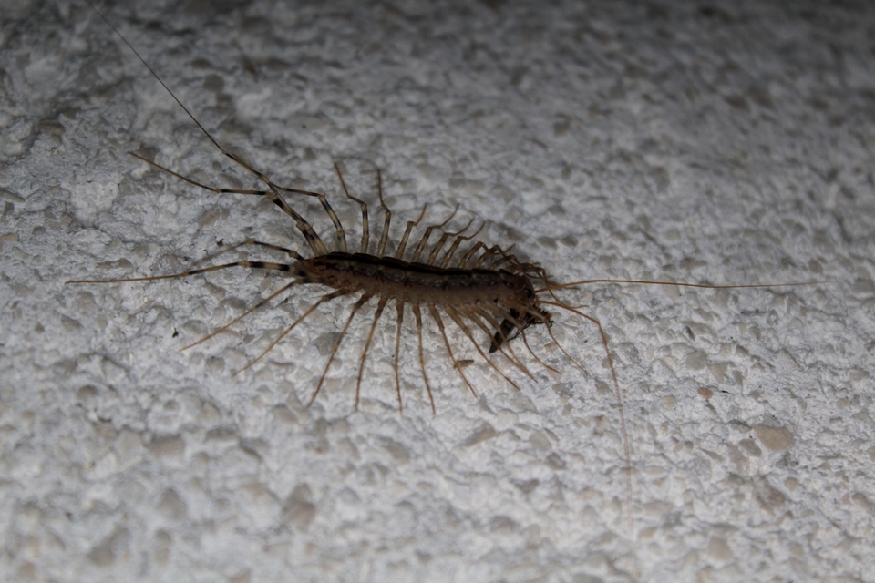 Scutigera coleoptrata - légyölő pókszázlábú