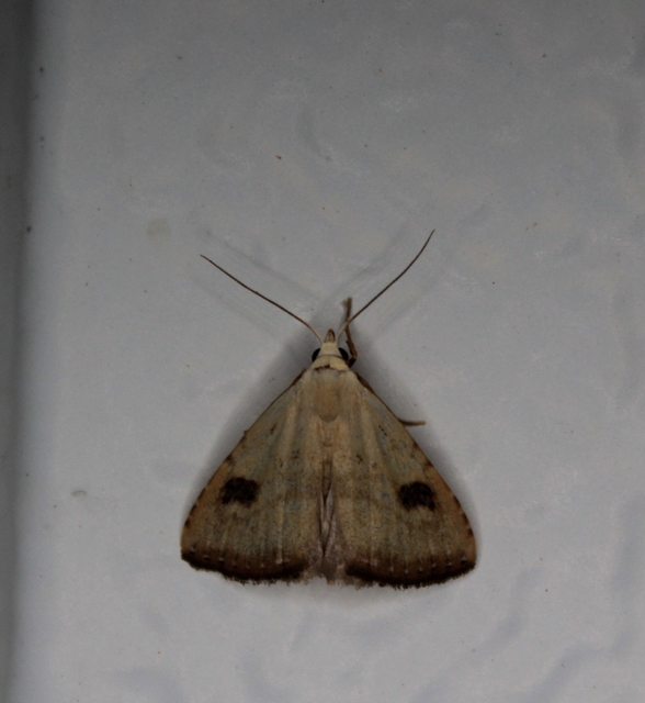 Rivula sericealis - selymes lórombagoly