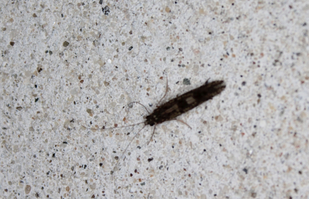 Trichoptera - Tegzesek