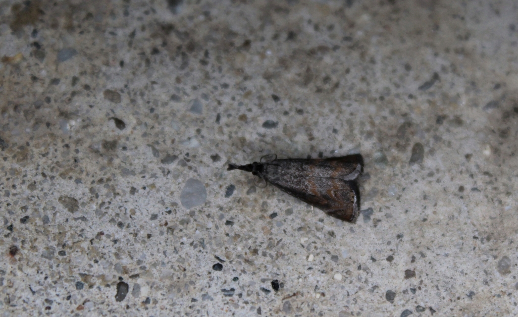 Platytes cerussella - törpe fűgyökérmoly